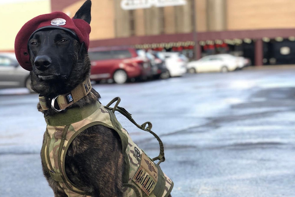 Project K-9 Hero Callie