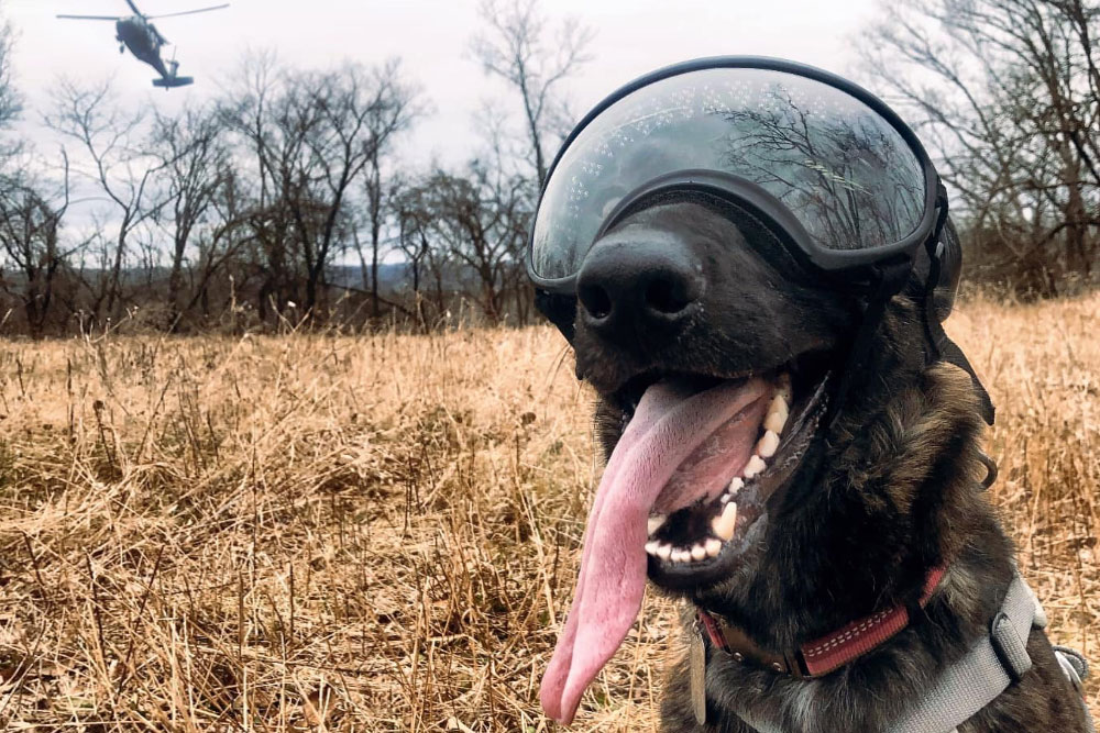 Project K-9 Hero Callie